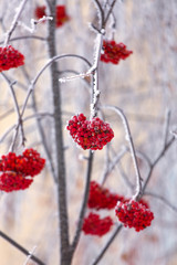 Vibrant red rowan berries covered by snow on tree branches.