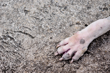 dirty dog's leg on cement floor