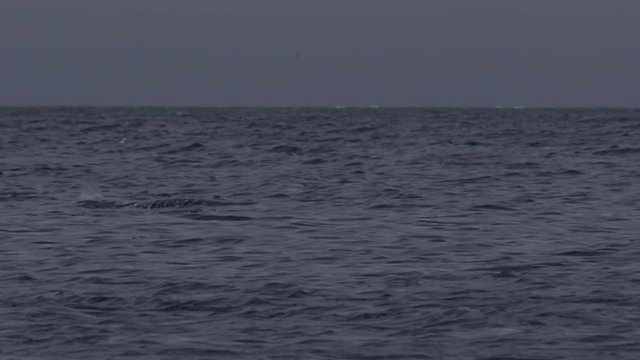 Slow motion - Narwhals swimming through waves and chop