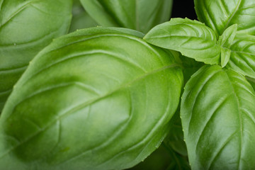 Basil leafs on the dark background. Green leaves closeup. Aromatic ingredient in culinary, raw for beverage and dishes. Traditional Italy spice for pasta, pizza, salads. Macro. 