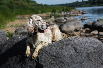 Pure breed spotty dog laying on the huge stone with water around