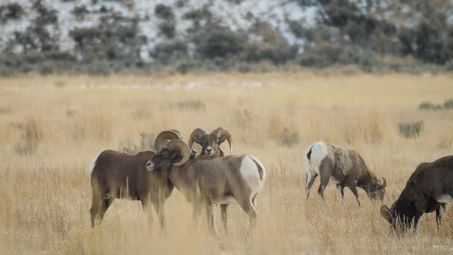 Bighorn Rams Graze in Meadow