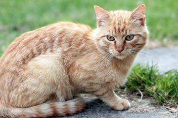  chat commun roux de gouttière