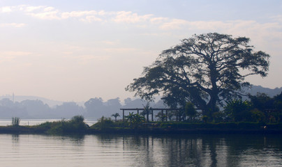 beautiful tree in Ethiopia Africa along river