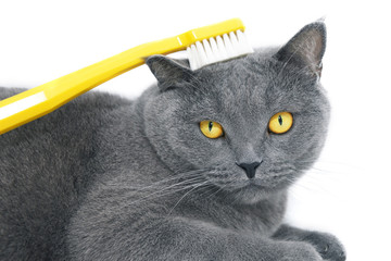 British shorthair cat with yellow toothbrush, isolated on white background.