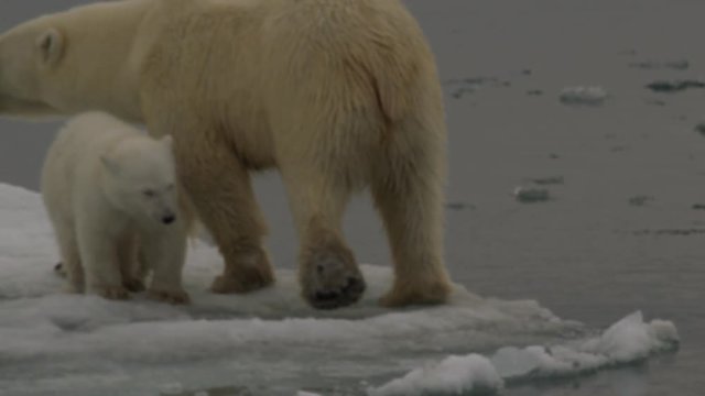 Slow motion - close on mother polar bear walking past cub and checks ice