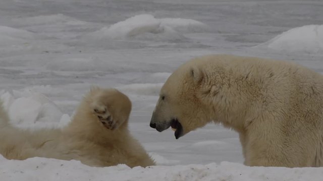 Slow motion - two polar bears wrestle and stand to battle each other