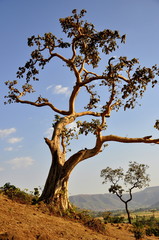 Fototapeta na wymiar Beautiful tree in Ethiopia