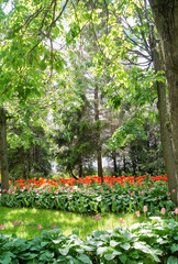 Tulips in the park.