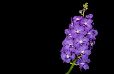Hybrid purple Vanda orchid isolated on black