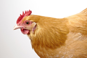 hen 