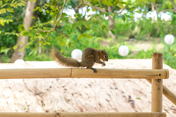 Asian Squirrel on a bamboo eating french fries. Asia, Bali, Indonesia.