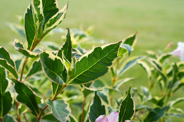 Weigela Nana Variegata