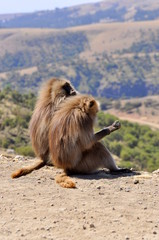 Gelada Baboons in Ethiopia