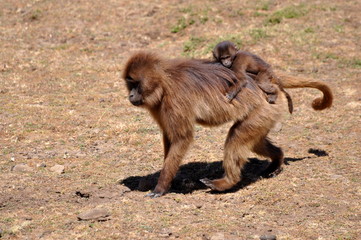 Gelada Baboon in Ethiopia with baby