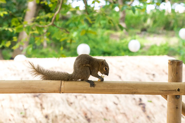 Asian Squirrel on a bamboo eating french fries. Asia, Bali, Indonesia.