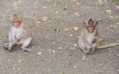 The Monkeys in the wild.