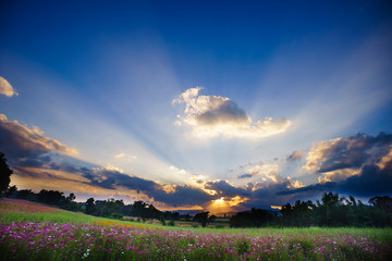 Naklejka na ściany i meble Sunset with intense light rays. sunset with cloud on flowers field.