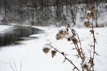 thistle plant landscape