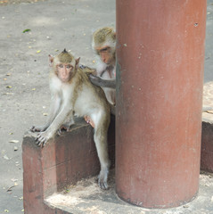 The Monkeys in the wild.