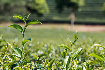 Green tea plant