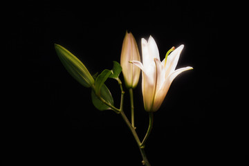 lily flowers on black background