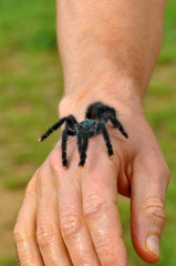 Tarantula on arm