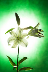 lily flowers on green background