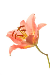A pink lily flowers. Isolated on white background
