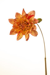 A Red and Yellow Colored Dahlia flowers. Isolated on white background