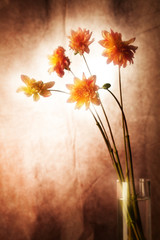 Beautiful Spotted Dahlia. Studio Shot of Red and Yellow Colored Tulip