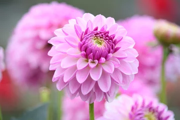 Photo sur Plexiglas Dahlia ピンクのダリア