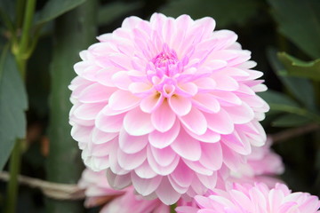 Obraz premium ピンクのダリア