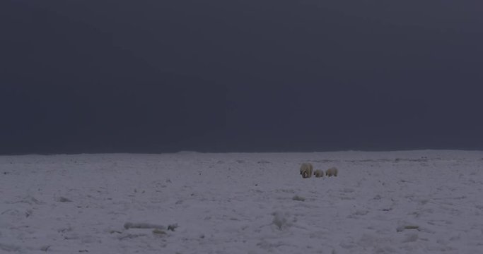 Polar bears cross stormy sea ice in cloudy dusk with cubs