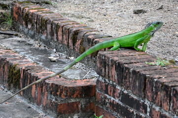 Green Iguana in Suriname 