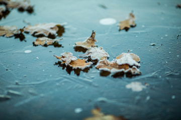 autumn leaves in ice water