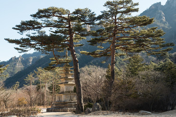 stone tower and Pine tree. Mt. Seorak