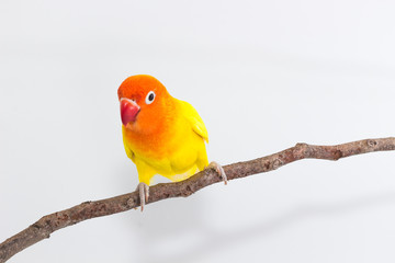 Yellow Lovebird on branch