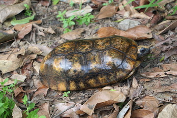 turtle in Suriname 