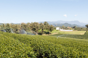 Fototapeta na wymiar Green tea plant farm