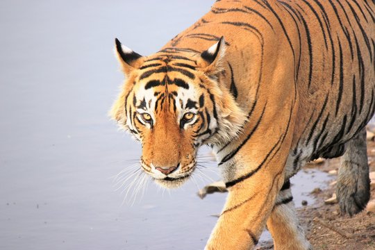 Star Male T -24