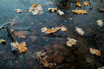 autumn leaves in ice water