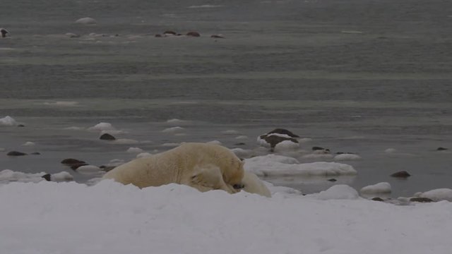 Slow motion - polar bear pins friend to arctic beach in snow