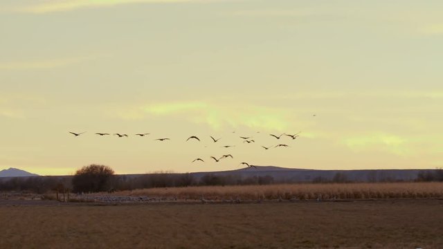 Cranes Fly Low Over Field of Ducks and Geese At Sunset