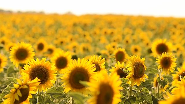 beautiful field of sunflowers wind shakes, sunflower harvest, sunny day