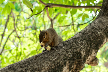 Asian Squirrel on a tree eating french fries. Asia, Bali, Indonesia.