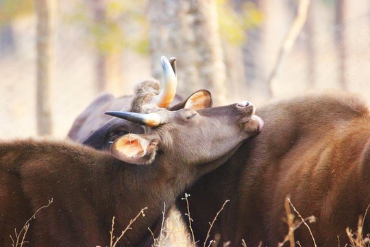 Indian Gaur