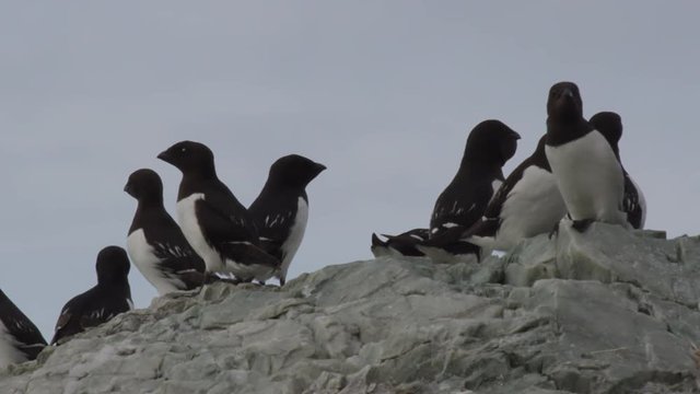 Closeup of Little Auks on a rock