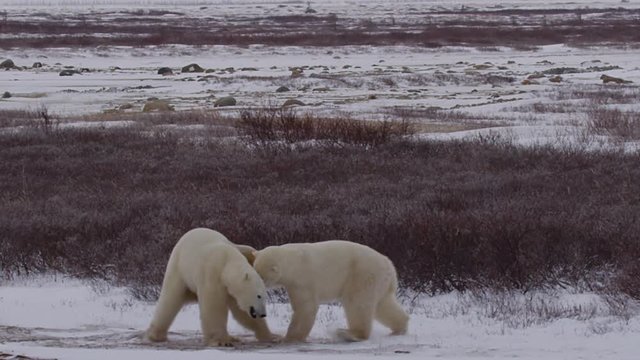 Slow motion - two standing polar bears battle as snow blows away