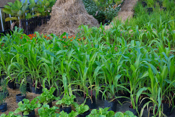 corn tree green growth agriculture nature